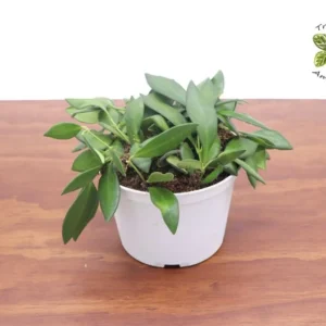 Hoya Burtoniae Plant - 6 Inch Potted Trailing Wax Plant