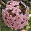 Hoya Carnosa Compacta - 2 Hindu Rope Plants in 2" Pots