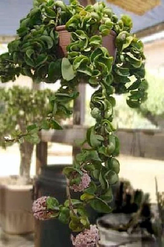 Hoya Carnosa Compacta - 2 Hindu Rope Plants in 2" Pots