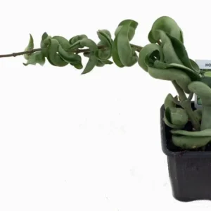 Hoya Carnosa Compacta - 2 Hindu Rope Plants in 2