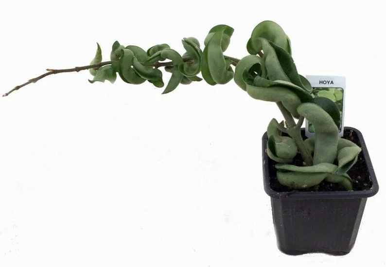 Hoya Carnosa Compacta - 2 Hindu Rope Plants in 2" Pots