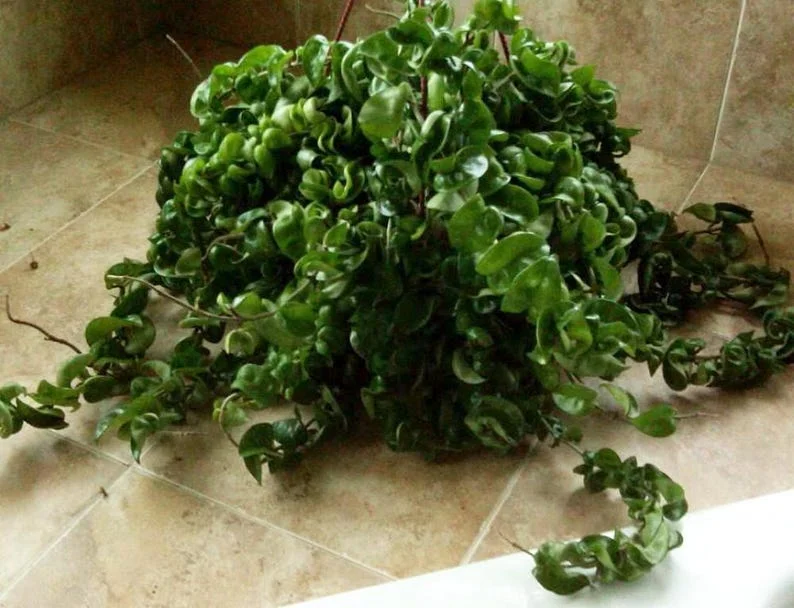 Hoya Carnosa Compacta - 2 Hindu Rope Plants in 2" Pots