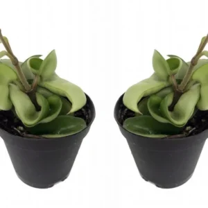 Hoya Carnosa Compacta - 2 Hindu Rope Plants in 2