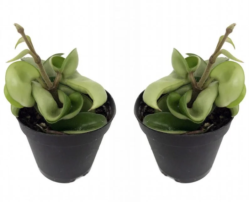 Hoya Carnosa Compacta - 2 Hindu Rope Plants in 2" Pots