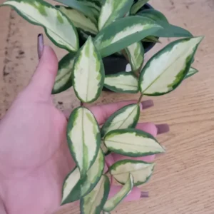 Hoya Carnosa Krimson Princess 5