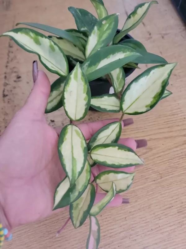 Hoya Carnosa Krimson Princess 5" Variegated Tricolor Live Plant in 4" Pot