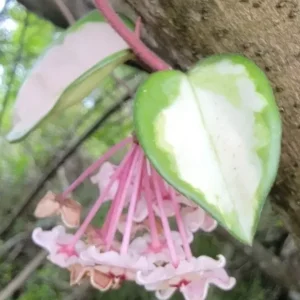 Hoya Carnosa Krimson Princess 5
