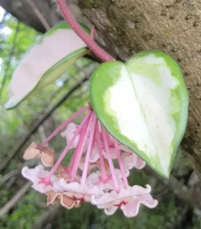 Hoya Carnosa Krimson Princess 5" Variegated Tricolor Live Plant in 4" Pot
