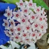 Hoya Carnosa Krimson Queen 5" Tall Variegated Hoya Succulent 4" Pot
