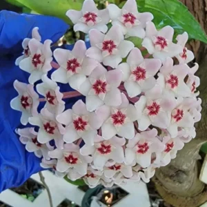 Hoya Carnosa Krimson Queen 5" Tall Variegated Hoya Succulent 4" Pot