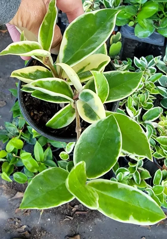 Hoya Carnosa Krimson Queen 5" Tall Variegated Hoya Succulent 4" Pot