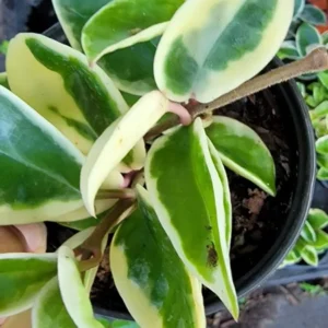 Hoya Carnosa Krimson Queen 5