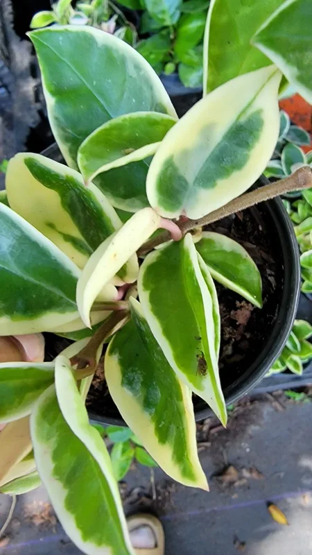 Hoya Carnosa Krimson Queen 5" Tall Variegated Hoya Succulent 4" Pot