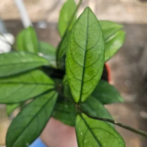 Hoya Crassipetiolata 2 Inch Pot - Trailing Indoor Vine Plant
