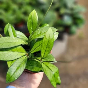 Hoya Crassipetiolata 2 Inch Pot - Trailing Indoor Vine Plant