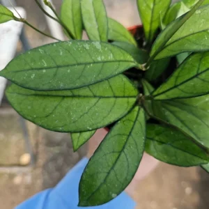 Hoya Crassipetiolata 2 Inch Pot - Trailing Indoor Vine Plant
