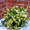 Hoya Crimson Princess Plant - 4 Inch Potted Indoor Plant