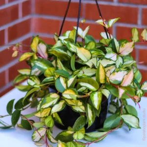 Hoya Crimson Princess Plant - 4 Inch Potted Indoor Plant