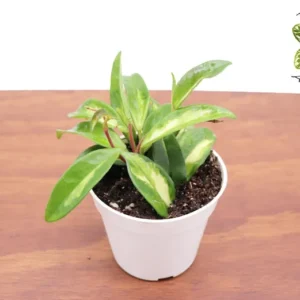Hoya Crimson Princess Plant - 4 Inch Potted Indoor Plant