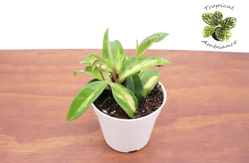 Hoya Crimson Princess Plant - 4 Inch Potted Indoor Plant