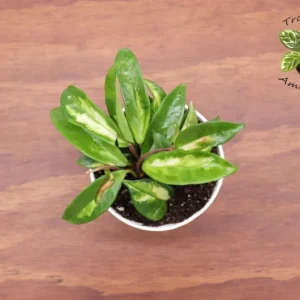Hoya Crimson Princess Plant - 4 Inch Potted Indoor Plant