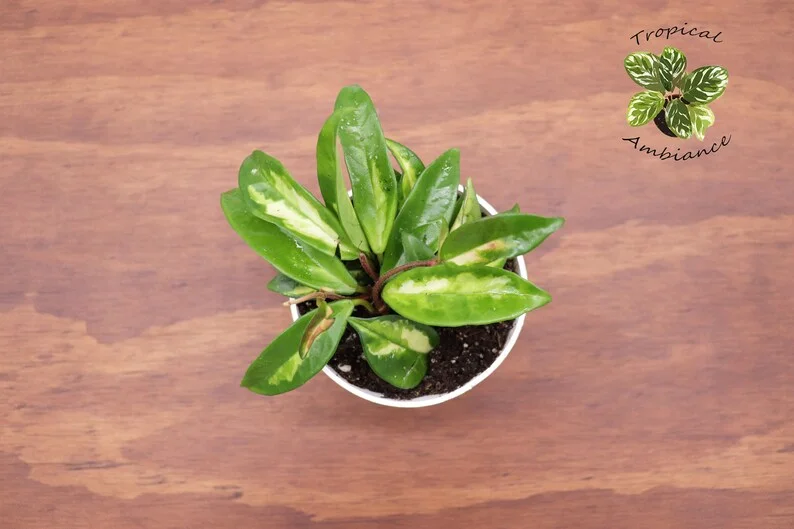Hoya Crimson Princess Plant - 4 Inch Potted Indoor Plant