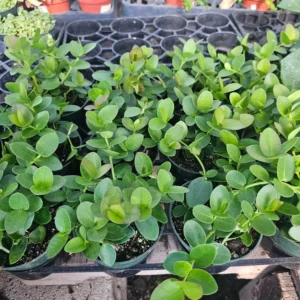 Hoya Cunninghamia Rooted Cutting Rooted & Unrooted Cuttings