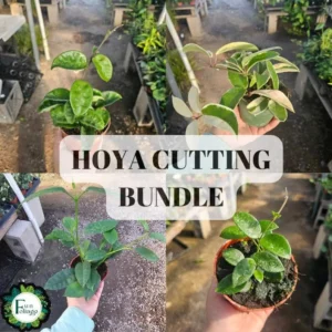 Hoya Cutting Bundle Rooted & Unrooted Krinkle Hoya, Shooting Star, Tricolor, Mathilde