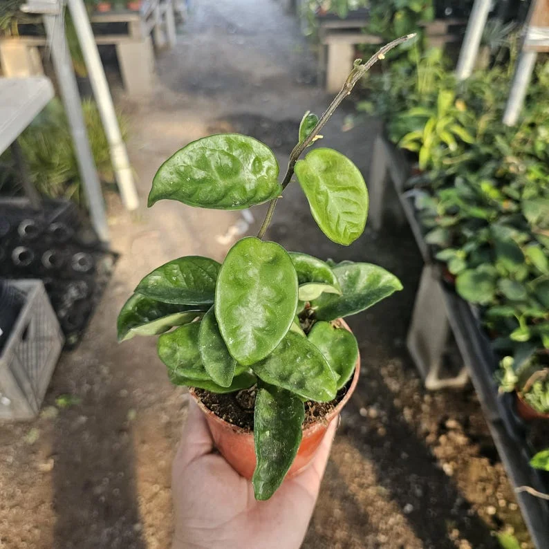 Hoya Cutting Bundle Rooted & Unrooted Krinkle Hoya, Shooting Star, Tricolor, Mathilde