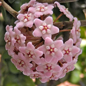 Hoya Hindu Indian Rope Plant – Exotic Trailing Vine in 4