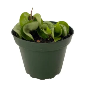 Hoya Hindu Indian Rope Plant – Exotic Trailing Vine in 4