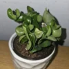 Hoya Hindu Rope Live Plant in 4" Pot - Wax Flower Evergreen Vine