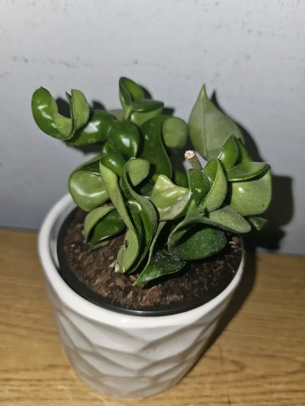 Hoya Hindu Rope Live Plant in 4" Pot - Wax Flower Evergreen Vine