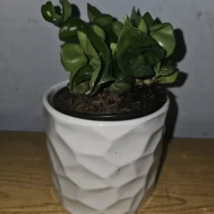 Hoya Hindu Rope Live Plant in 4