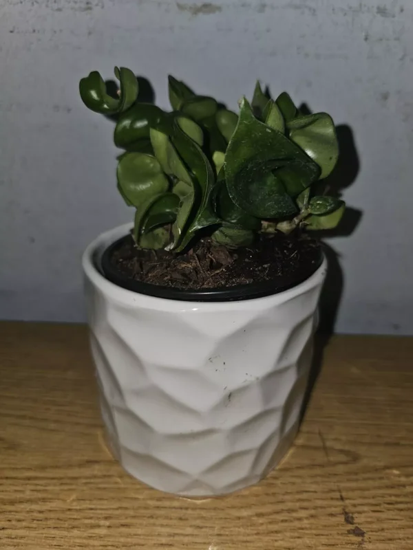 Hoya Hindu Rope Live Plant in 4" Pot - Wax Flower Evergreen Vine