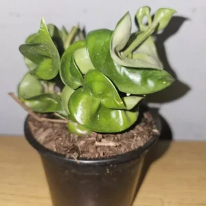 Hoya Hindu Rope Live Plant in 4