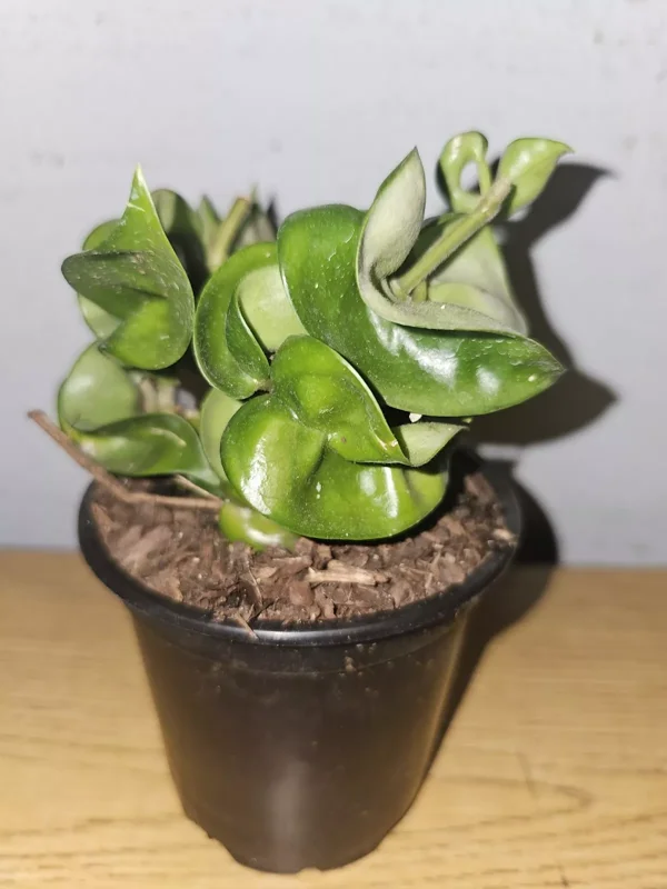 Hoya Hindu Rope Live Plant in 4" Pot - Wax Flower Evergreen Vine