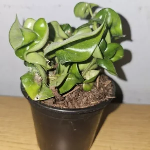 Hoya Hindu Rope Live Plant in 4