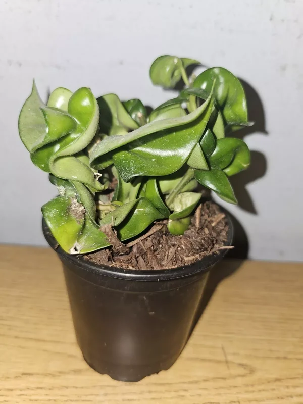 Hoya Hindu Rope Live Plant in 4" Pot - Wax Flower Evergreen Vine