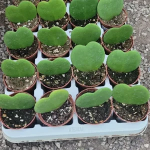 Hoya Kerii Hearts - 2in Pot - Live Heart-Shaped Succulent