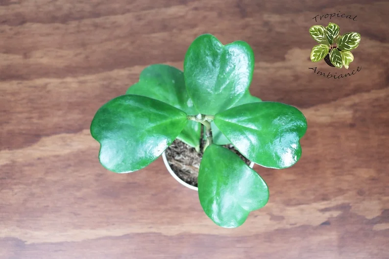 Hoya Kerrii Long Stem Tropical Ambiance Plant - 4 inch Potted