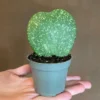 Hoya Kerrii Single Heart Splash Heart Plant 4 Inch Potted
