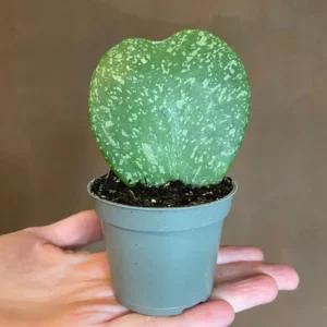 Hoya Kerrii Single Heart Splash Heart Plant 4 Inch Potted