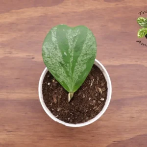Hoya Kerrii Single Heart Splash Heart Plant 4 Inch Potted
