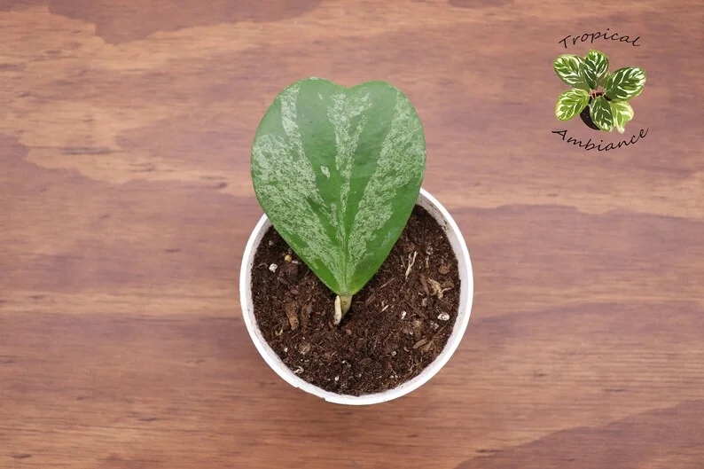 Hoya Kerrii Single Heart Splash Heart Plant 4 Inch Potted
