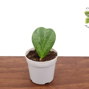 Hoya Kerrii Single Heart Splash Heart Plant 4 Inch Potted