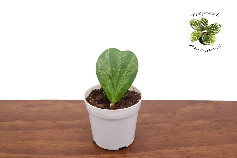 Hoya Kerrii Single Heart Splash Heart Plant 4 Inch Potted