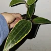 Hoya Macrophylla Variegated - 7-10" Tall Live Plant in 4" Pot