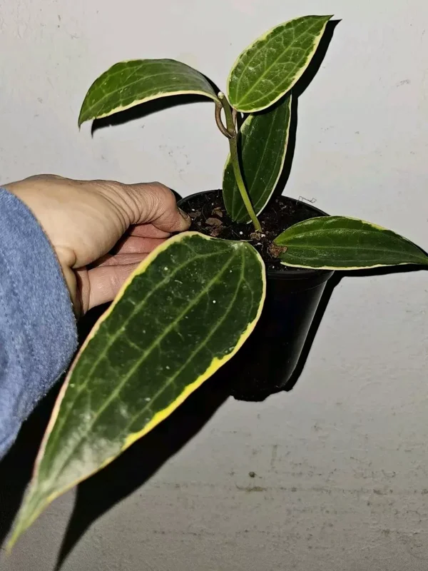 Hoya Macrophylla Variegated - 7-10" Tall Live Plant in 4" Pot