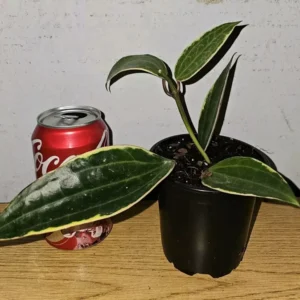 Hoya Macrophylla Variegated - 7-10" Tall Live Plant in 4" Pot